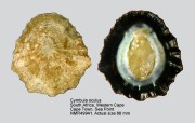 Cymbula oculus